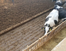 ﻿젖소농가에서 사용중인 피트모스 축사깔개 이곳은 소들이 쉬는곳과 여물먹는곳을 구분지어 놓았어요.
그래서 소들이 쉬는곳은 피트모스 깔개의 푹신한 느낌이 살아있어요.

 





 