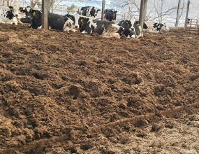 ﻿젖소농가 피트모스 축사깔개 사용모습 2탄 
언덕처럼 경사진 축사에 피트모스를 두껍게 덧방한 젖소농가에요

소들이 편안하게 누워서 쉬고있는 모습이 평화로워 보이는 농가랍니다.







 